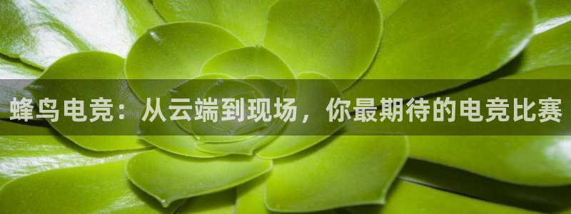 威客电竞客服：蜂鸟电竞：从云端到现场，你最期待的电竞比赛
